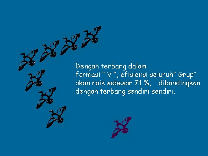 Dengan terbang dalam formasi “ V “, efisiensi seluruh” Grup” akan naik sebesar 71