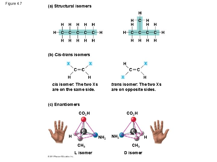 Figure 4. 7 (a) Structural isomers (b) Cis-trans isomers cis isomer: The two Xs