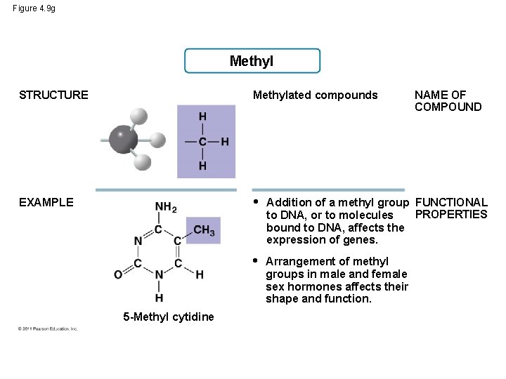 Figure 4. 9 g Methyl STRUCTURE Methylated compounds EXAMPLE • Addition of a methyl