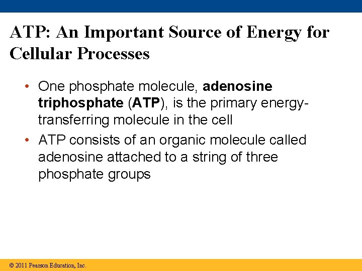 ATP: An Important Source of Energy for Cellular Processes • One phosphate molecule, adenosine