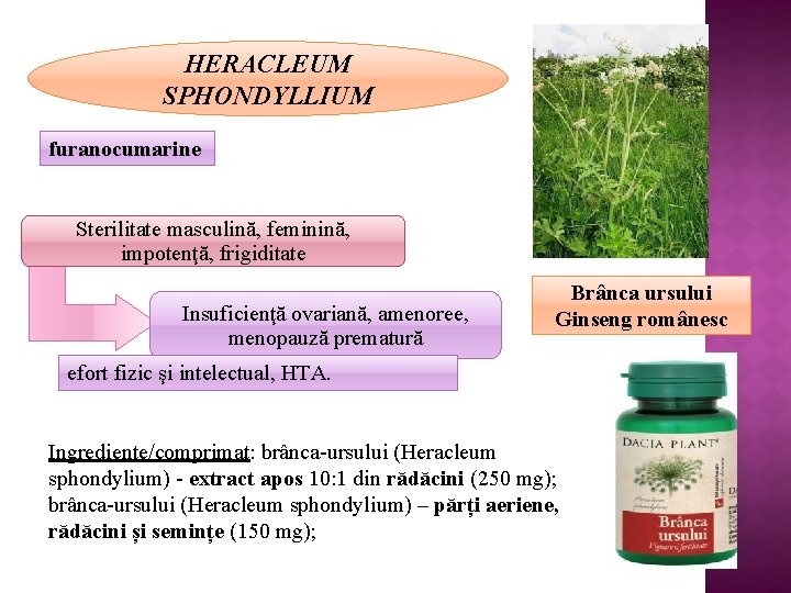 HERACLEUM SPHONDYLLIUM furanocumarine Sterilitate masculină, feminină, impotenţă, frigiditate Insuficienţă ovariană, amenoree, menopauză prematură Brânca