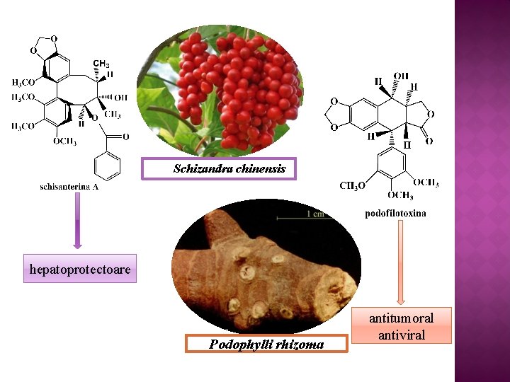 Schizandra chinensis hepatoprotectoare Podophylli rhizoma antitumoral antiviral 