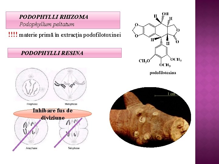 PODOPHYLLI RHIZOMA Podophyllum peltatum !!!! materie primă în extracţia podofilotoxinei PODOPHYLLI RESINA Inhibare fus