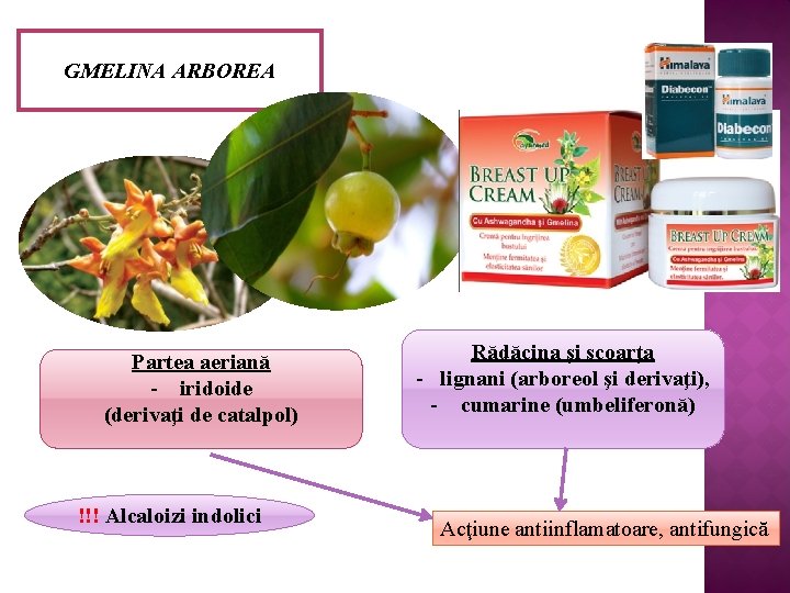 GMELINA ARBOREA Partea aeriană - iridoide (derivaţi de catalpol) !!! Alcaloizi indolici Rădăcina şi