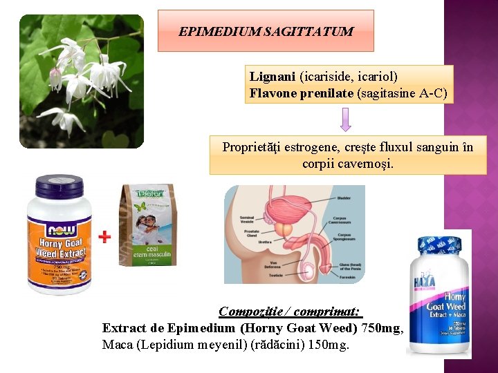 EPIMEDIUM SAGITTATUM Lignani (icariside, icariol) Flavone prenilate (sagitasine A-C) Proprietăţi estrogene, creşte fluxul sanguin