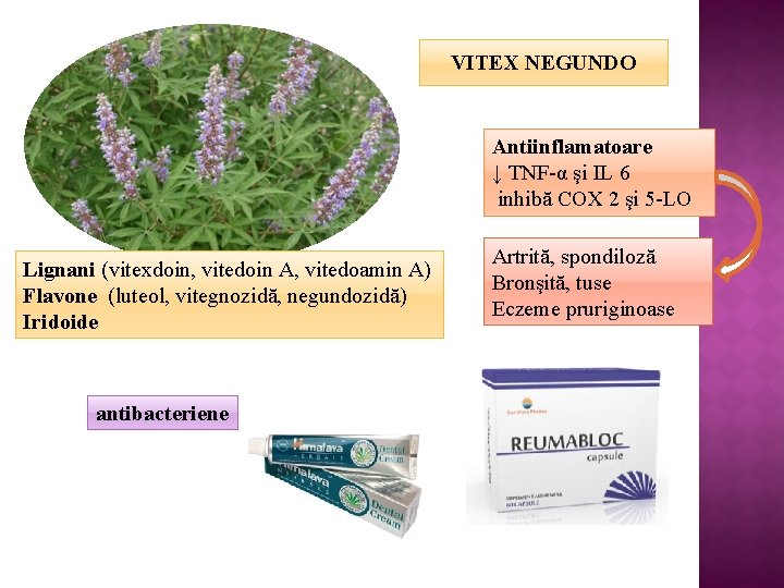 VITEX NEGUNDO Antiinflamatoare ↓ TNF-α şi IL 6 inhibă COX 2 şi 5 -LO
