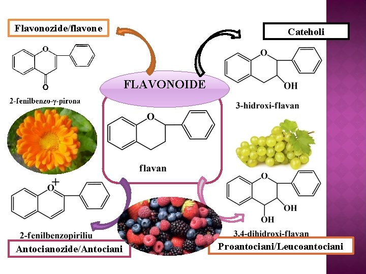 Flavonozide/flavone Cateholi FLAVONOIDE Antocianozide/Antociani Proantociani/Leucoantociani 