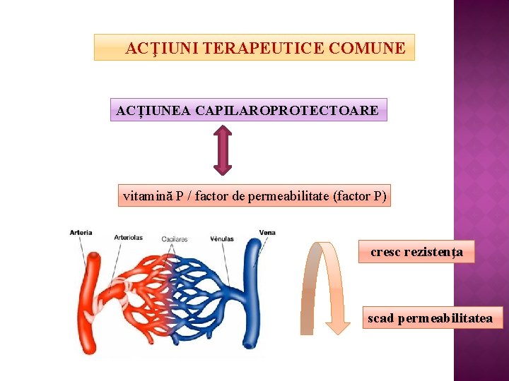 ACŢIUNI TERAPEUTICE COMUNE ACȚIUNEA CAPILAROPROTECTOARE vitamină P / factor de permeabilitate (factor P) cresc