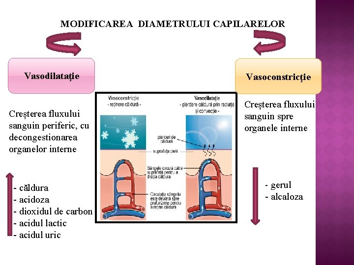 MODIFICAREA DIAMETRULUI CAPILARELOR Vasodilatație Creșterea fluxului sanguin periferic, cu decongestionarea organelor interne - căldura