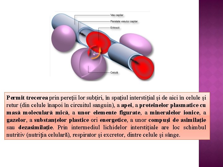 Permit trecerea prin pereţii lor subţiri, în spaţiul interstițial şi de aici în celule