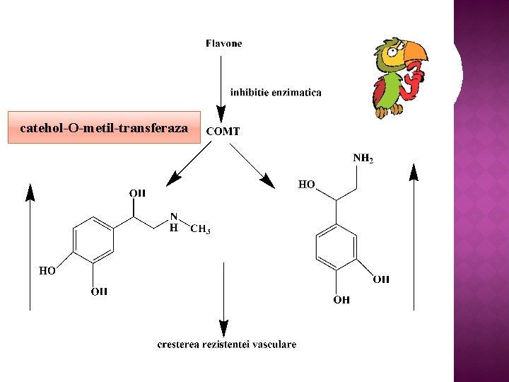 catehol-O-metil-transferaza 