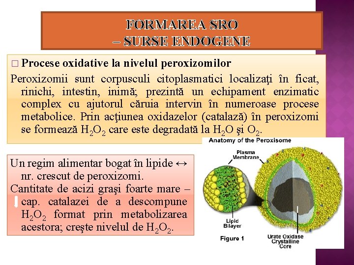 FORMAREA SRO – SURSE ENDOGENE � Procese oxidative la nivelul peroxizomilor Peroxizomii sunt corpusculi