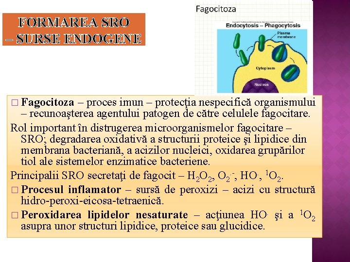 FORMAREA SRO – SURSE ENDOGENE � Fagocitoza – proces imun – protecţia nespecifică organismului