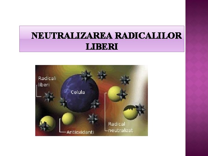 NEUTRALIZAREA RADICALILOR LIBERI 