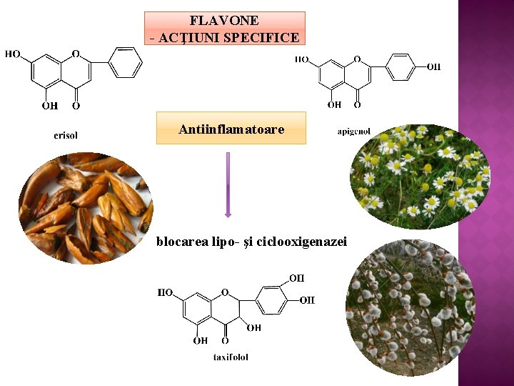 FLAVONE - ACŢIUNI SPECIFICE Antiinflamatoare blocarea lipo- şi ciclooxigenazei 