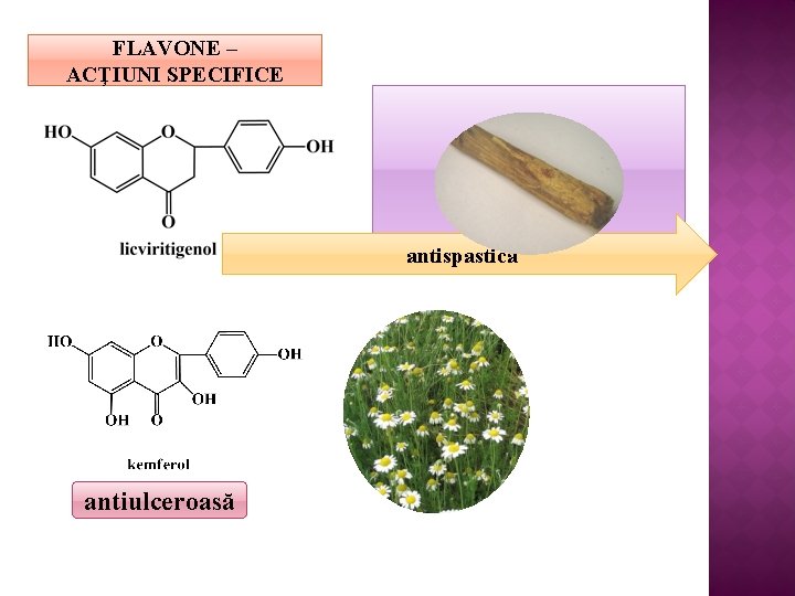 FLAVONE – ACŢIUNI SPECIFICE antispastică antiulceroasă 