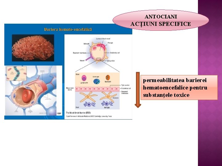 ANTOCIANI ACȚIUNI SPECIFICE permeabilitatea barierei hematoencefalice pentru substanţele toxice 