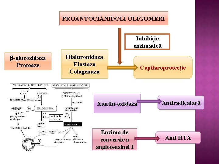 PROANTOCIANIDOLI OLIGOMERI Inhibiție enzimatică b-glucozidaza Proteaze Hialuronidaza Elastaza Colagenaza Xantin-oxidaza Enzima de conversie a