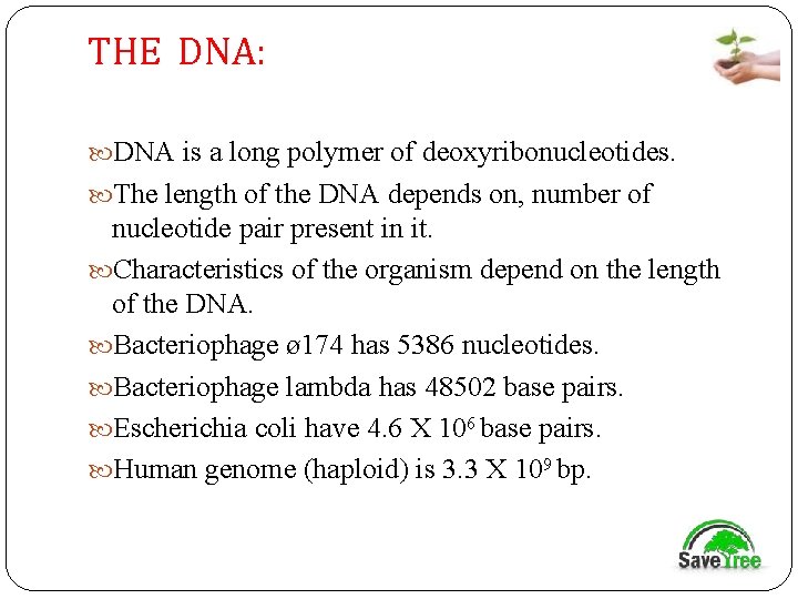 THE DNA: DNA is a long polymer of deoxyribonucleotides. The length of the DNA