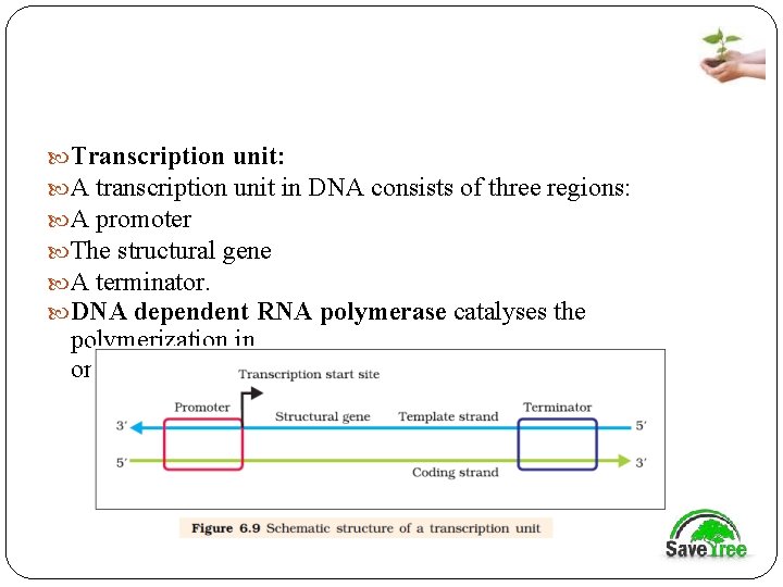  Transcription unit: A transcription unit in DNA consists of three regions: A promoter