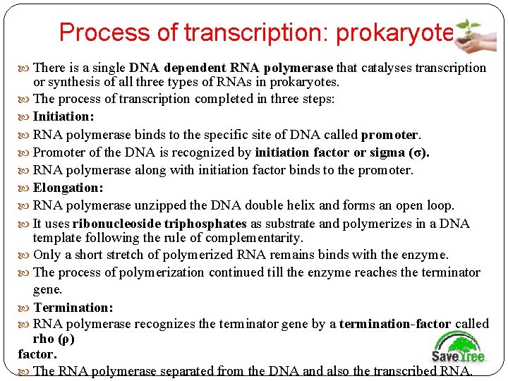 Process of transcription: prokaryotes. There is a single DNA dependent RNA polymerase that catalyses