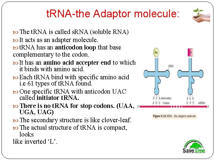 t. RNA-the Adaptor molecule: The t. RNA is called s. RNA (soluble RNA) It