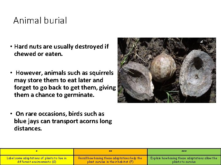 Animal burial • Hard nuts are usually destroyed if chewed or eaten. • However,