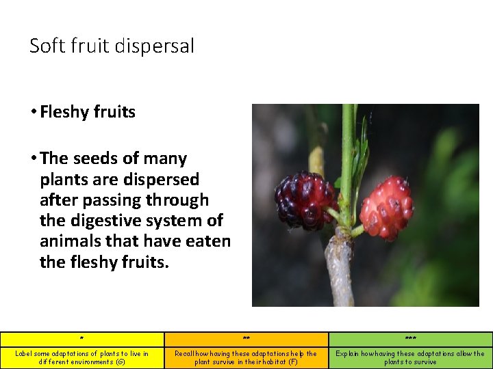 Soft fruit dispersal • Fleshy fruits • The seeds of many plants are dispersed