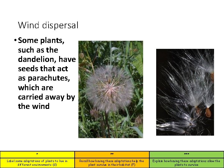 Wind dispersal • Some plants, such as the dandelion, have seeds that act as