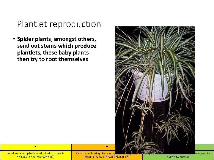 Plantlet reproduction • Spider plants, amongst others, send out stems which produce plantlets, these