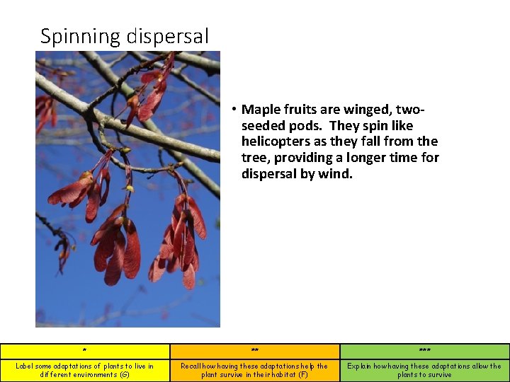 Spinning dispersal • Maple fruits are winged, twoseeded pods. They spin like helicopters as