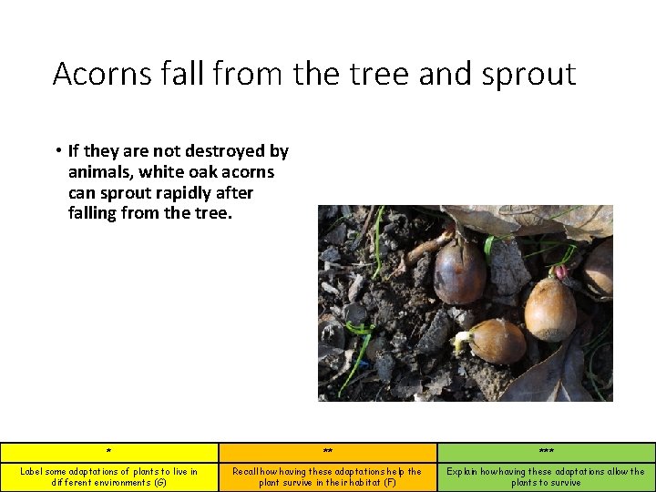 Acorns fall from the tree and sprout • If they are not destroyed by