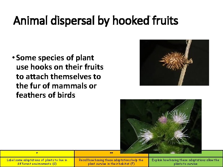 Animal dispersal by hooked fruits • Some species of plant use hooks on their