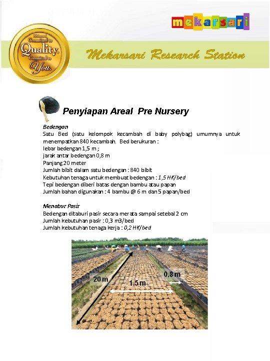 Penyiapan Areal Pre Nursery Bedengan Satu Bed (satu kelompok kecambah di baby polybag) umumnya