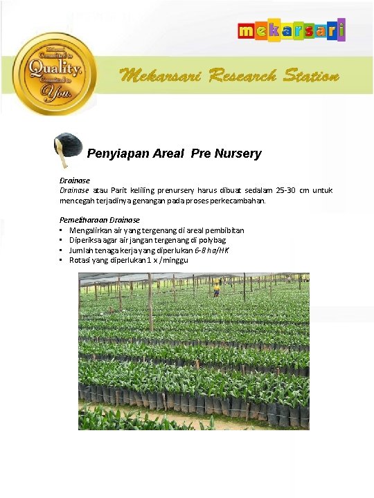 Penyiapan Areal Pre Nursery Drainase atau Parit keliling prenursery harus dibuat sedalam 25 -30