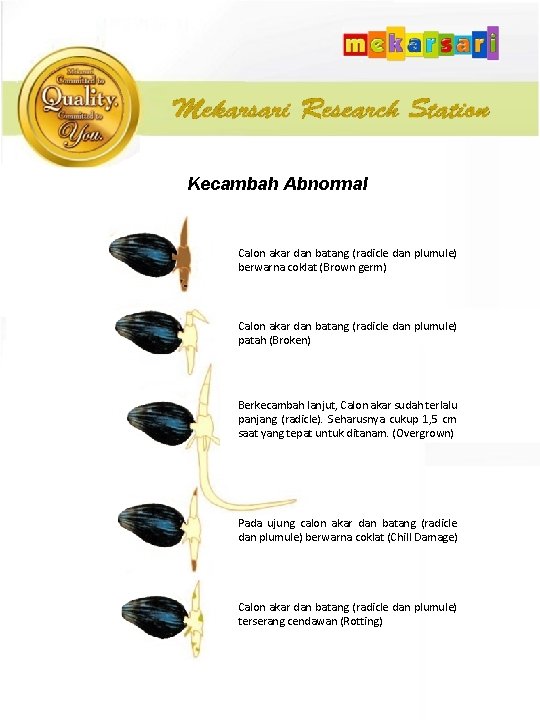 Kecambah Abnormal Calon akar dan batang (radicle dan plumule) berwarna coklat (Brown germ) Calon