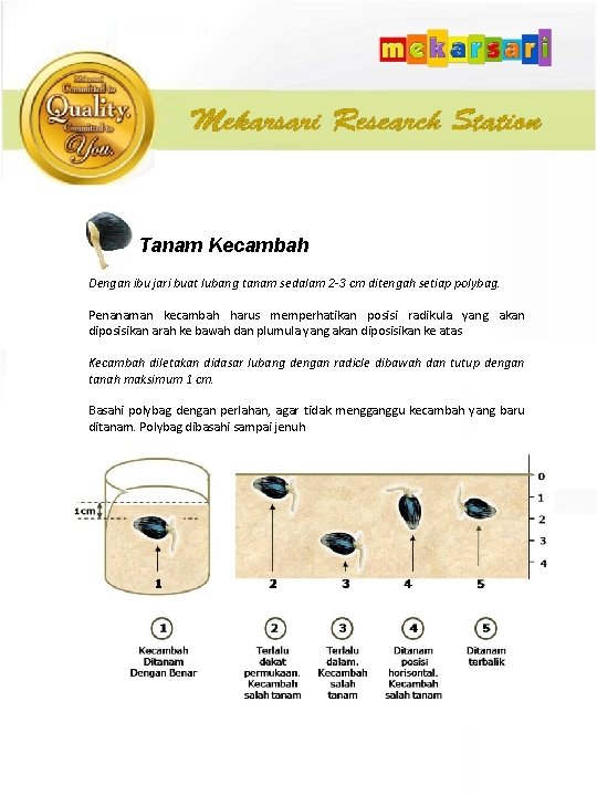 Tanam Kecambah Dengan ibu jari buat lubang tanam sedalam 2 -3 cm ditengah setiap