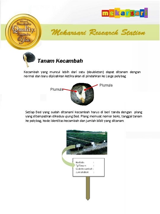 Tanam Kecambah yang muncul lebih dari satu (doubleton) dapat ditanam dengan normal dan baru