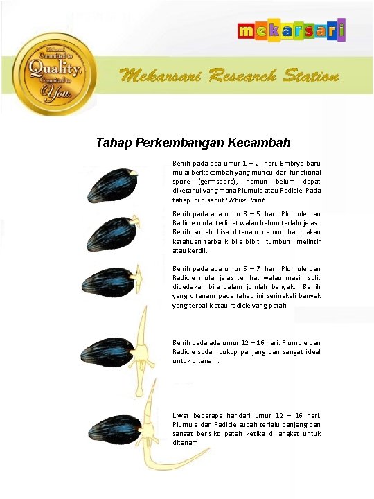 Tahap Perkembangan Kecambah Benih pada umur 1 – 2 hari. Embryo baru mulai berkecambah