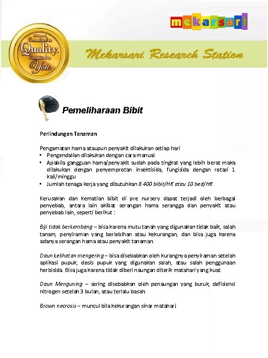 Pemeliharaan Bibit Perlindungan Tanaman Pengamatan hama ataupun penyakit dilakukan setiap hari • Pengendalian dilakukan