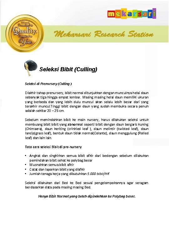 Seleksi Bibit (Culling) Seleksi di Prenursery (Culling ) Diakhir tahap prenursery, bibit normal ditunjukkan