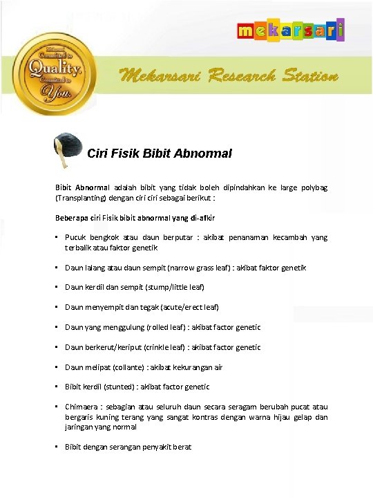 Ciri Fisik Bibit Abnormal adalah bibit yang tidak boleh dipindahkan ke large polybag (Transplanting)