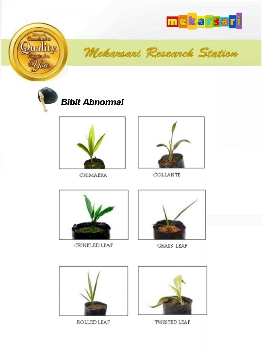 Bibit Abnormal 