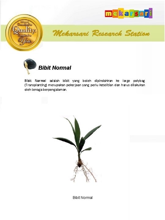 Bibit Normal adalah bibit yang boleh dipindahkan ke large polybag (Transplanting) merupakan pekerjaan yang