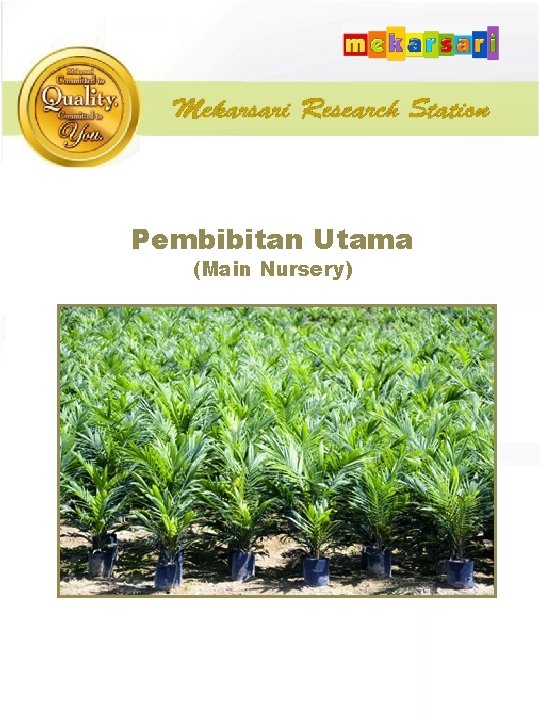Pembibitan Utama (Main Nursery) 