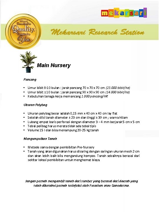 Main Nursery Pancang • Umur bibit 8 -10 bulan : jarak pancang 70 x
