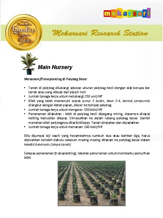 Main Nursery Menanam/Transplanting di Polybag Besar • Tanah di polybag dilubangi sebesar ukuran polybag