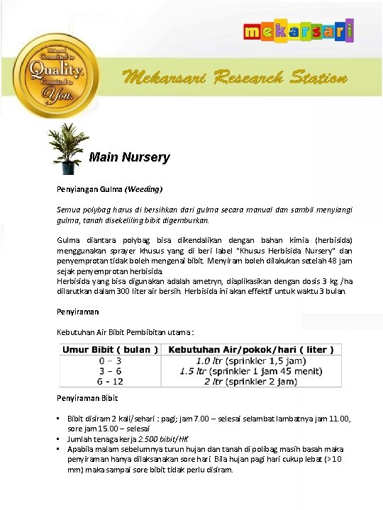 Main Nursery Penyiangan Gulma (Weeding) Semua polybag harus di bersihkan dari gulma secara manual