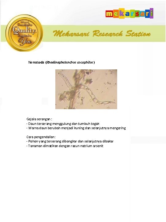Nematoda (Rhadinaphelenchus cocophilus ) Gejala serangan : - Daun terserang menggulung dan tumbuh tegak