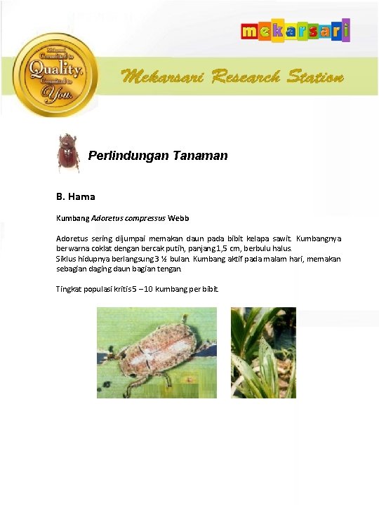 Perlindungan Tanaman B. Hama Kumbang Adoretus compressus Webb Adoretus sering dijumpai memakan daun pada
